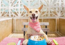 Hundefutter hungriger kleiner hund