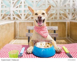 hungriger kleiner hund