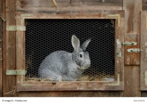 hasenstall_copyright