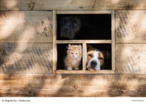 hundehütte_3_copyright_