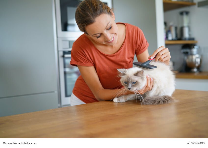 Katzenfell Pflegetipps für deine Katze vom Experten