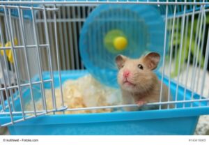 hamsterkaefig