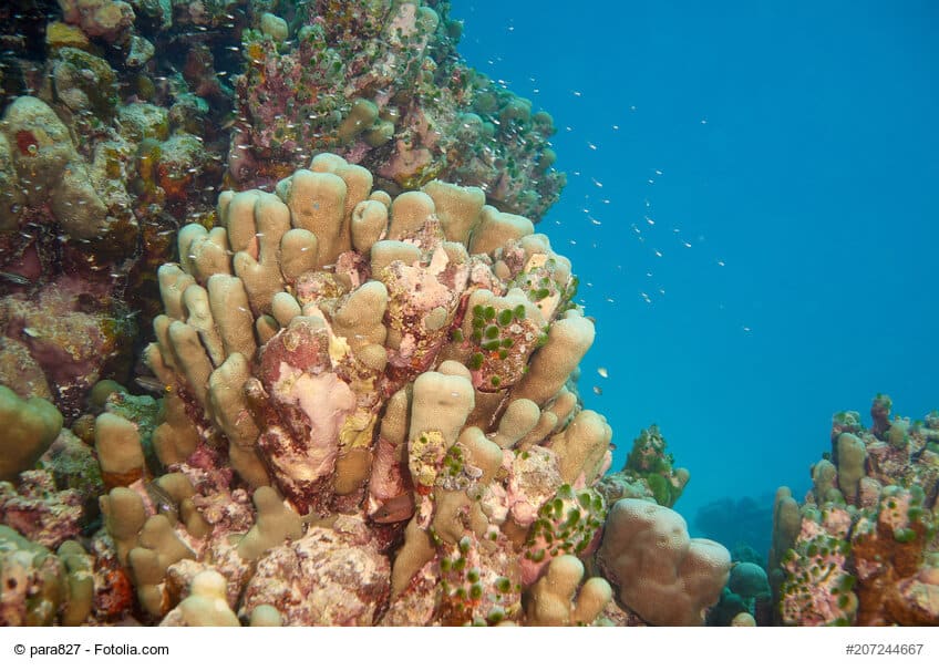 SANGO-MEERESKORALLE_natuerlich