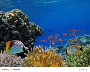 SANGO-MEERESKORALLE_natural